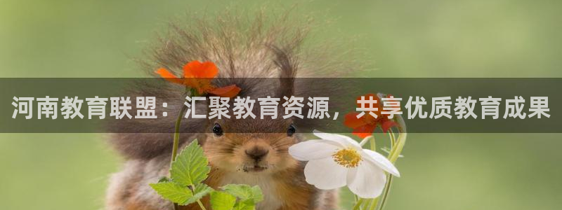 新宝5代理
