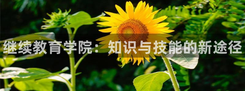 新宝5系列