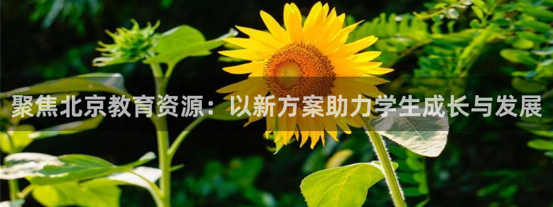 新5宝