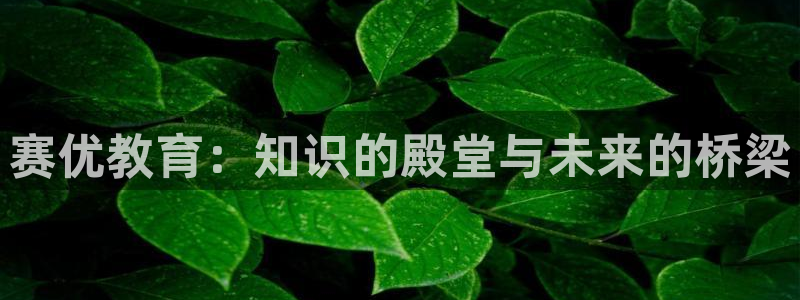 新宝5为啥开